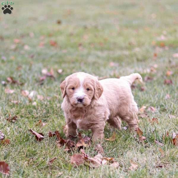 Roscoe, Goldendoodle Puppy